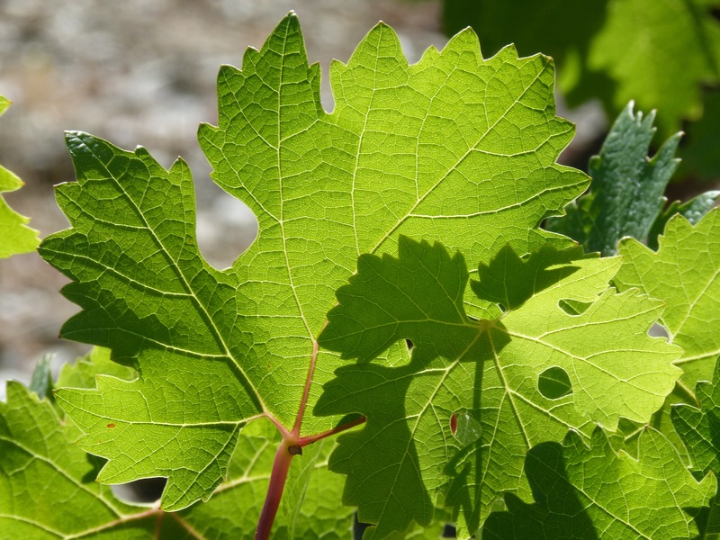 Vignes Norvège