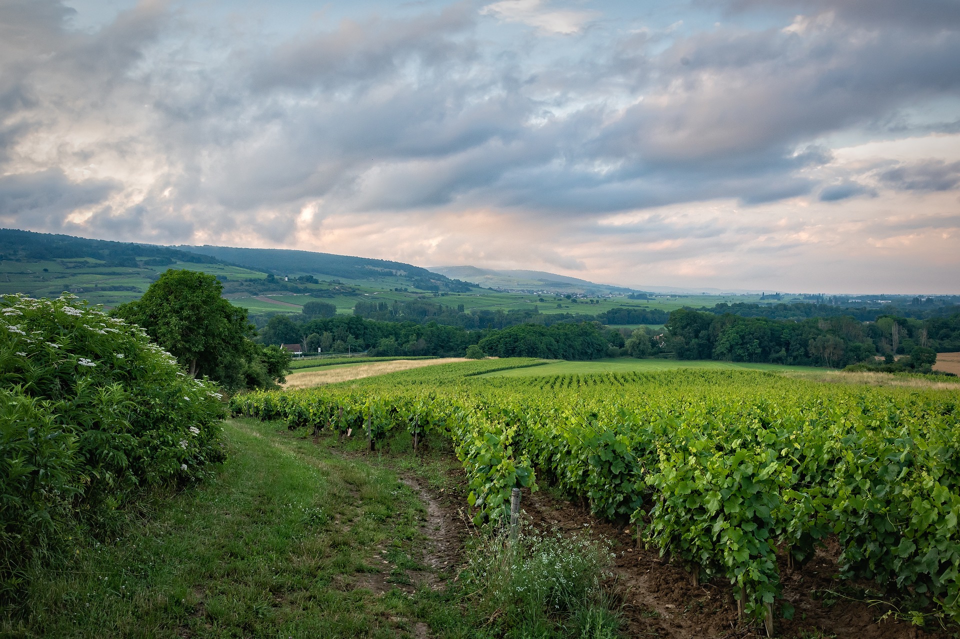 vignes-bourgogne