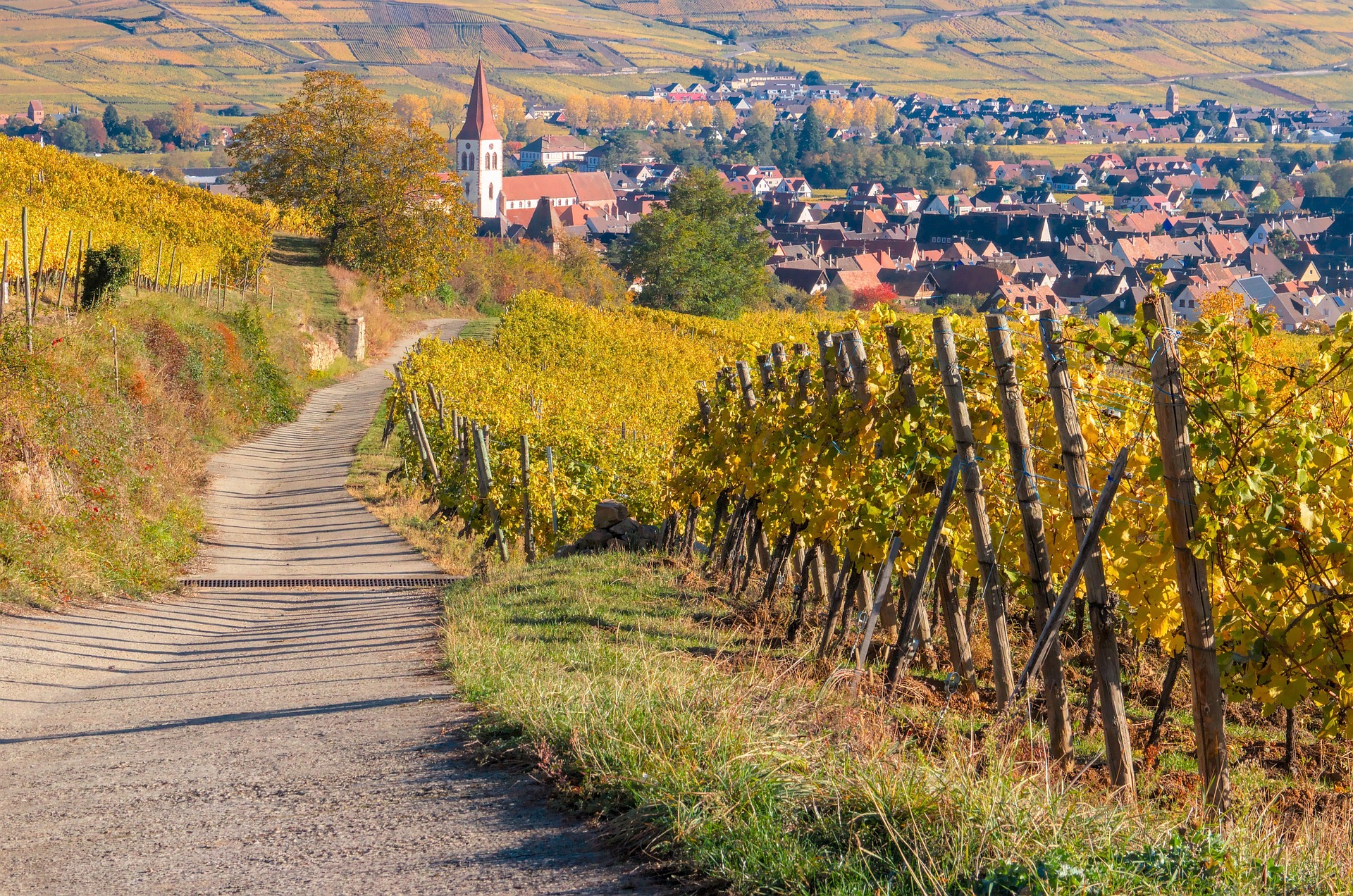 vignes-alsace